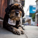 Illustration for article titled Official Cuban Street Dog Has A License To Be Adorable